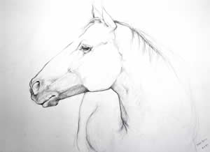 Horse's Head Sketch